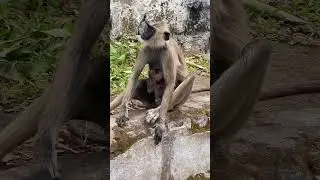 Monkey Feeding New Born Baby#shorts