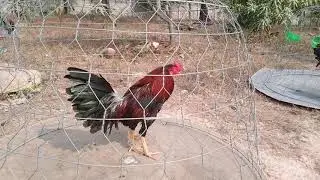 Rooster Crowing Compilation