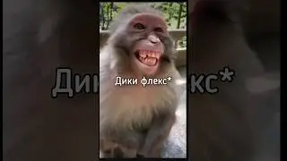 О я иду гуляю па луни #манки #браток #бибизяны #shorts