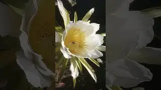 Carpenter bee playing in a dragon fruit flower