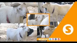 Zoom sur "Abou Kane" le mouton buzz aux enchères,  plus de 25millions, son propriétaire refuse