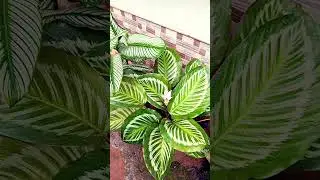 #gardenbeauty #gardenplants #nature #gardenglory #gardenflowers #botanicalbeauty #greenlifediaries