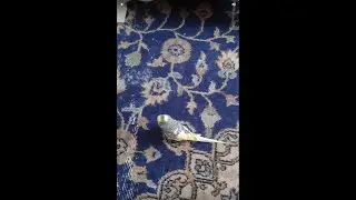 EVDE MAHSUR KALDIM - MUHABBET KUŞU SALDIRISI 🤣