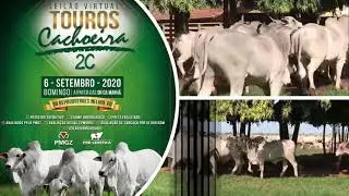 Leilão Virtual - Touros Cachoeira 2C
