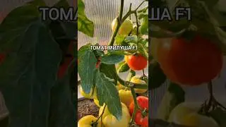 Томат МИЛУША F1 #томаты#помидоры#урожай#семенамаркет #семена #хештег