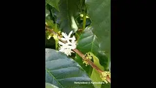 preciosa planta de Cafe