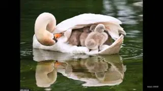 Awesome Slideshow HD (Animals)