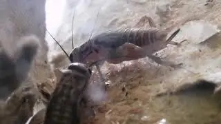 Кормление домовых сверчков | Domestic crickets feeding | Acheta domesticus