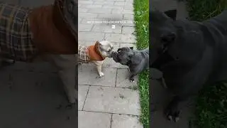 A meeting of these terrifying attack dogs without a muzzle! Not for the faint of heart 🫢