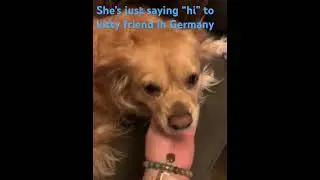 Gypsy making friends on discord🤗 