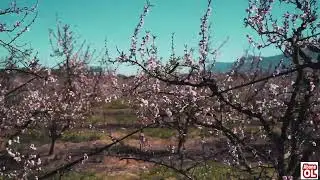 Sanki Yarin Sesi Geldi