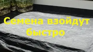 Семена взойдут быстро