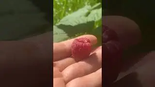 Моя первая ягодка! #малина #малинка #ягодка #ягоды #raspberries #дача #огород #сад #ленобласть