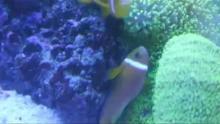 Sissy's Amphipirion nigripes spawning
