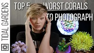 5 Worst Corals to Photograph