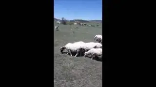 HARCADI BU GURBET HARCADI BENİ