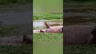 Лев против бегемота.