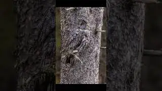 Photographing Great Gray Owls in the forest. #owl #greatgrayowl #birds #birdphotography