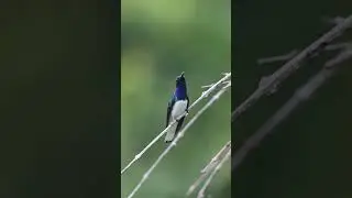 Hummingbird in Colombia!!!!!!! #birds #naturephotography #sigmalens