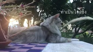 ทาสแมว แต่ก็รัก