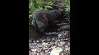 Border collie boxer in water
