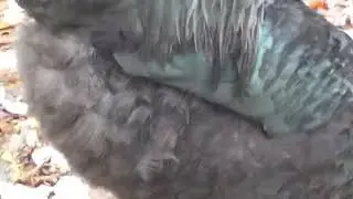 Roosters