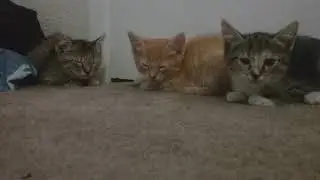 Kittens Trying To Sleep/Just Sitting There
