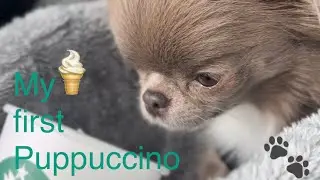 Puppy’s first‼️Puppuccino🍦🐾@MilaChihuahua