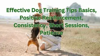Effective Dog Training Tips  Basics, Positive Reinforcement, Consistency, Short Sessions, Patience,