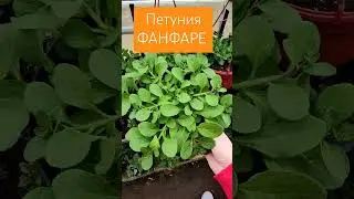 Одна из любимых сортов петунии 