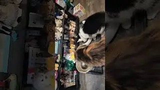 Chloe&Pepsi