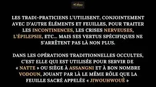 Rôle de la plante Désré, Désréssiguê ou Hounman (Newbouldia Leavis) dans les pratiques Vodoun.