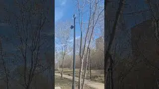 Устанавливают Фанири в парке