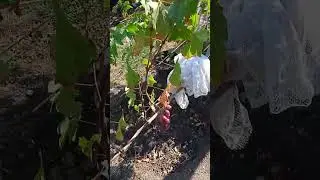 Виноград Днепровский сувенир, Алвика, Ромео, Богатырь.