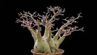 Adenium