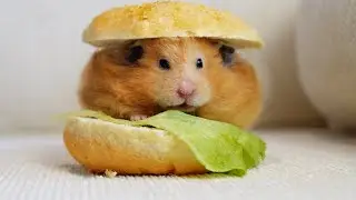 🎃Halloween, but a Ham-Burger🐹