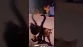 котики ❤️