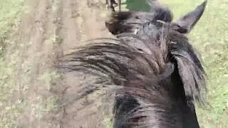 Конная прогулка по Адыгее.