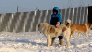 Alabai of the TIMERTASH kennel - December 2016 (+79048881825)