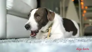 Duggu 🐕 qya kha raha hai 