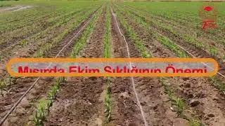 Mısır Ekiminde Yapılan Hatanın Hasattaki Sonuçları