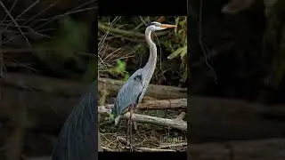 Blue Heron#wildlife#ytshort#animals