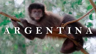 ARGENTINA | Cinematic nature short film