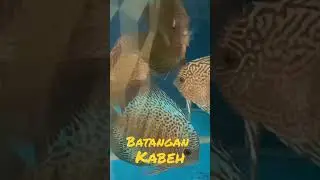 #discus #fish #aquarium