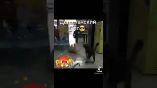 Пьяный кот решил докопаться