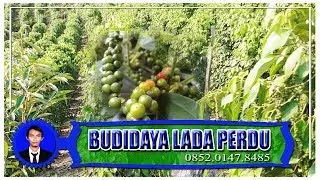 Teknis Terbaru Budidaya Lada Organik