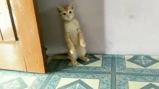 cute cat!