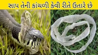 સાપ તેની કાંચળી કેમ અને ક્યારે ઉતારે || સાપ ની કાંચળી કેવિ રિતે ઉતારે જાણો રહસ્ય ||