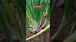 Bawang merah usia 52 hari