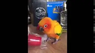 Birb Does A Mario Thing